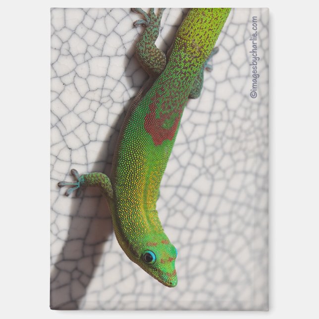 Aimant de réfrigérateur Gecko de jour poussière d' (Recto)