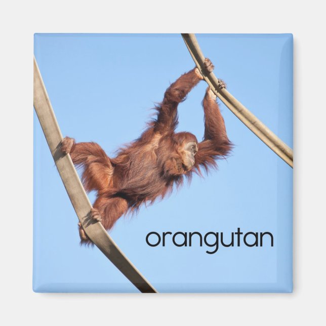 Aimant de réfrigérateur Orangutan (Devant)