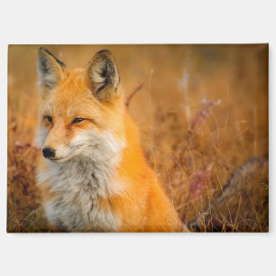 aimant de renard de prairie