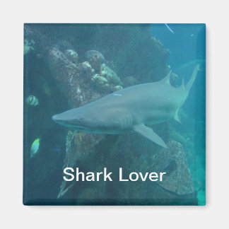 Aimant de requin