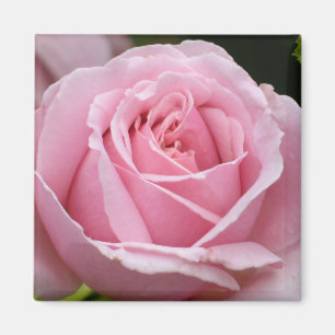 Aimant de rose de rose