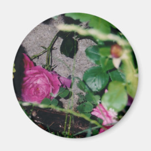 Aimant de rose de rose