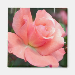 Aimant de rose de rose