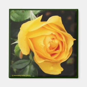 Aimant "de rose jaune"