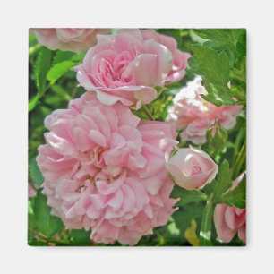 Aimant de Rosier Grimpant