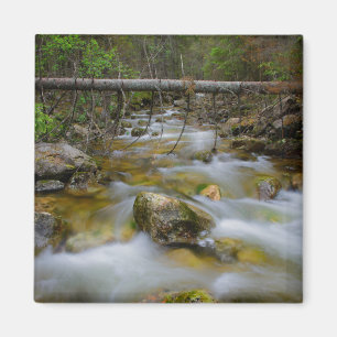 Aimant de ruisseau de la forêt rocheuse