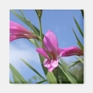 Aimant de scène rose