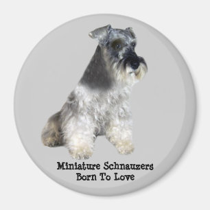 Aimant de Schnauzer miniature
