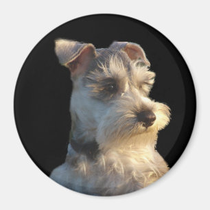 Aimant de Schnauzer miniature