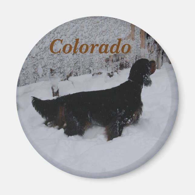 aimant de Setter Gordon du Colorado (Devant)