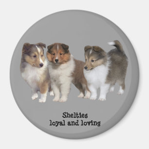 Aimant de Sheltie