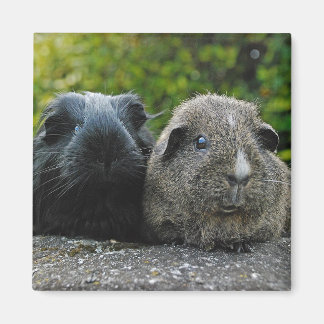 Aimant de Squee et de Scruffles