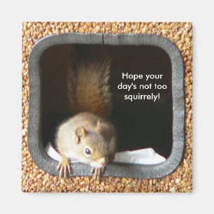 Aimant de Squirrely