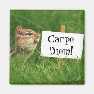 Aimant de tamia de Carpe Diem
