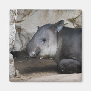 Aimant de tapir