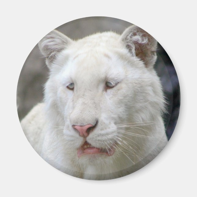 Aimant de tigre blanc rare (Devant)