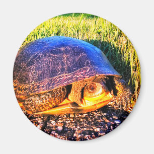 AIMANT DE TORTUE