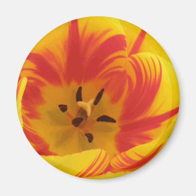 Aimant de tulipe fière (Devant)