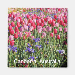 Aimant de tulipes de Canberra