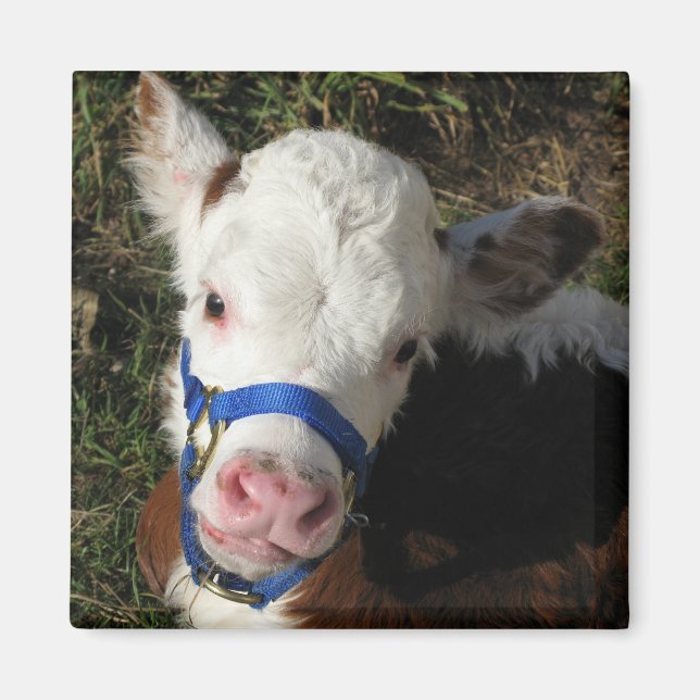 Aimant de vache (Devant)