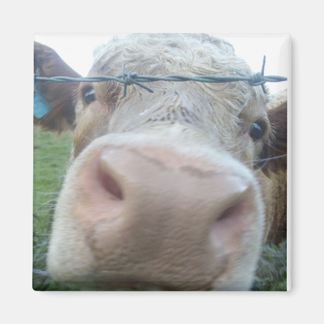 aimant de vache (Devant)