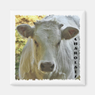Aimant de vache charolais
