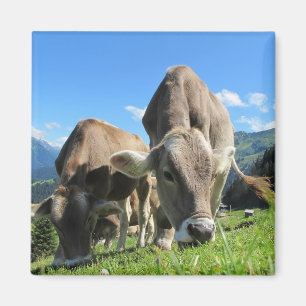 Aimant de vache de pâturage