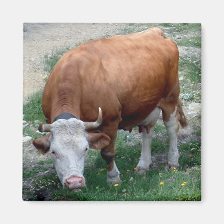 Aimant de vache des Alpes suisses
