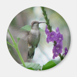 aimant de Vervain de Rubis-gorge