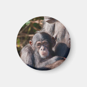 Aimant Débuts doux – L'amour des chimpanzés