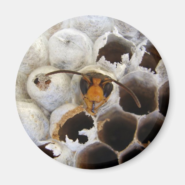 Aimant Déchets Émergents De L'Aimant De Nid (Devant)