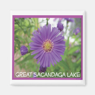 Aimant d'éclat de pourpre de Sacandaga