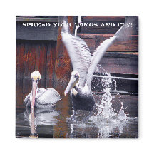 Décollage du pélican