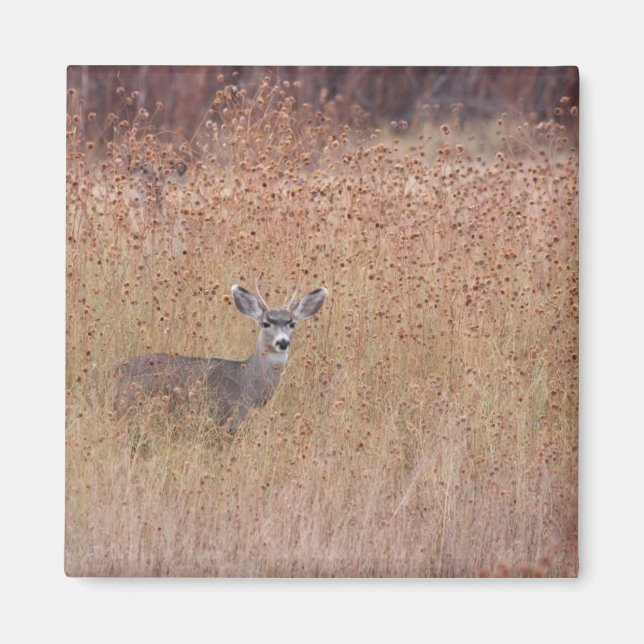Aimant Deer in the meadow (Devant)