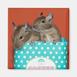 Aimant Degus avec le pois