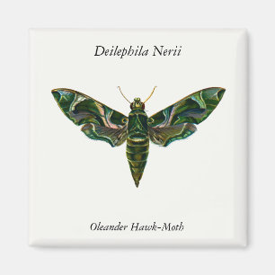 Aimant Deilephila Nerii - Oleander Hawk-Moth