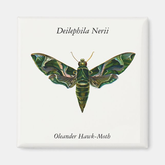 Aimant Deilephila Nerii - Oleander Hawk-Moth (Devant)