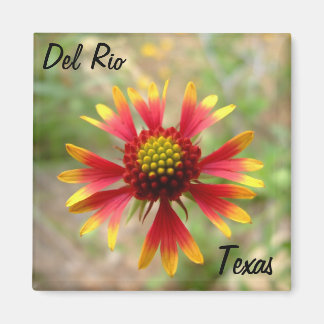 Aimant Del Rio Texas magnétique blanketflower fleur sauva