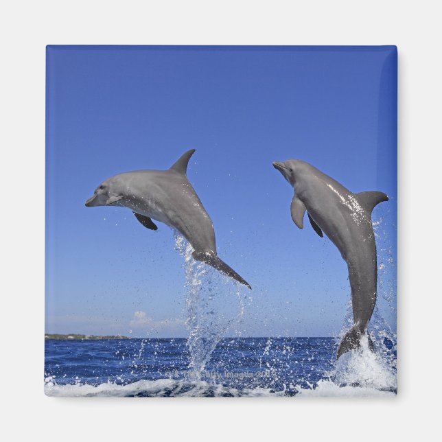 Aimant Delfin, Delphin, Grosser Tuemmler, Tursiops 3 (Devant)