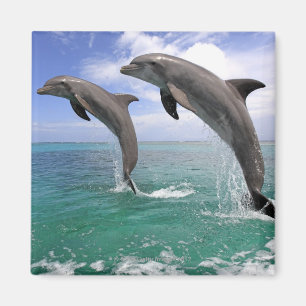 Aimant Delfin, Delphin, Grosser Tuemmler, Tursiops 4