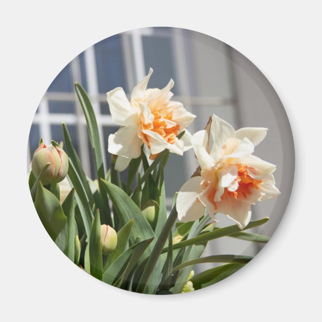 Aimant Délicat mignon daffodils printemps (Devant)