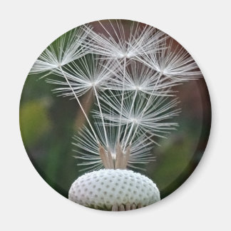 Aimant Delicate Dandelion Seeds