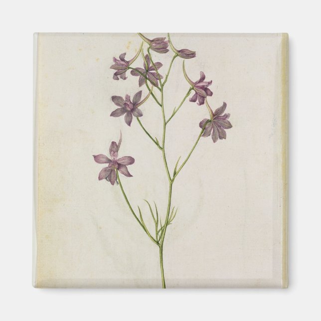 Aimant Delphinium ajacis, c.1568 (Devant)