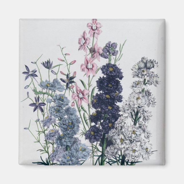 Aimant Delphiniums, du "Jardin aux Fleurs des Dames" (Devant)