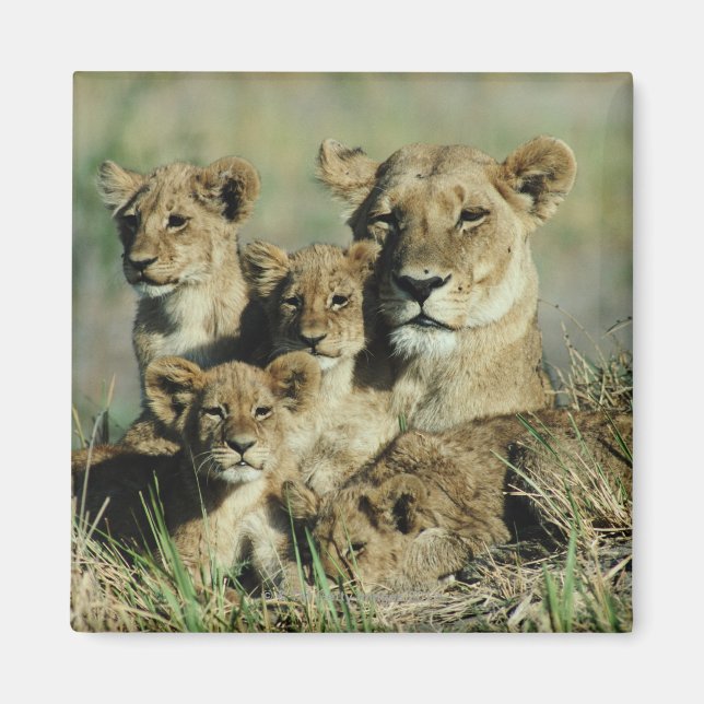 Aimant Delta de l'Okavango, Botswana (Devant)