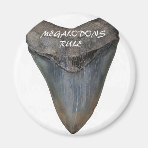 Aimant Dent de requin Megalodon