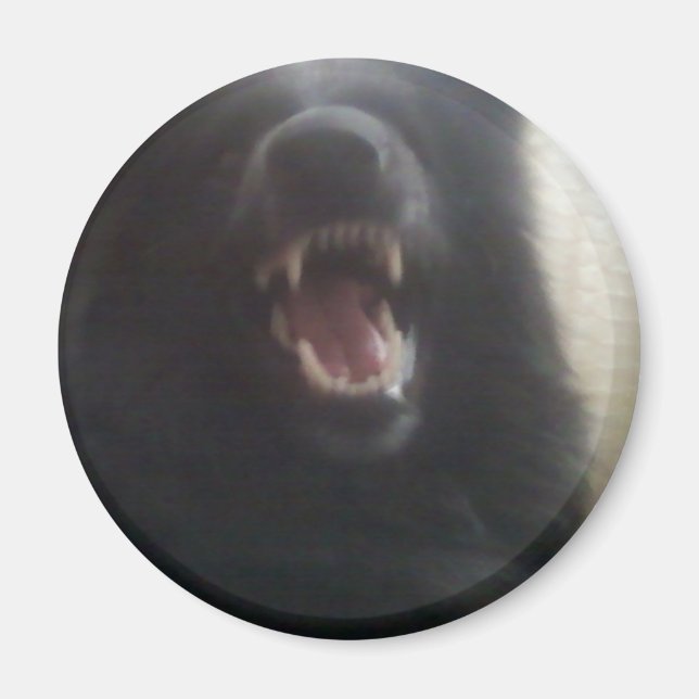 Aimant Dents de berger belges alias "Le Loup noir" (Devant)