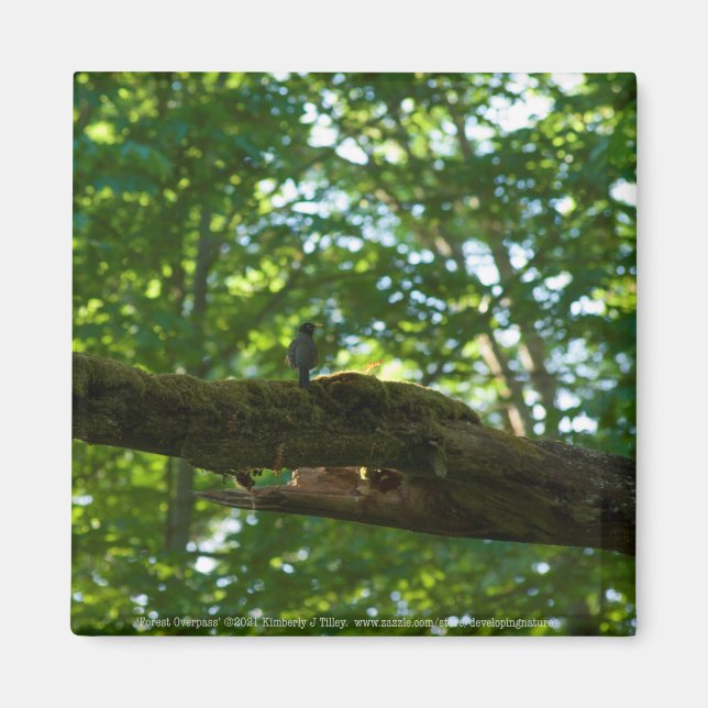 Aimant Dépassement de forêt (Devant)