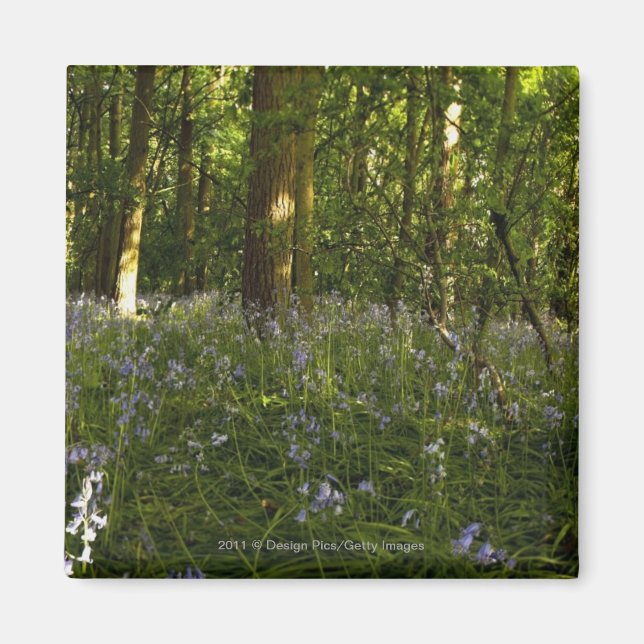 Aimant Des Cellules Bleues Dans Une Forêt (Devant)