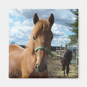 Aimant des chevaux